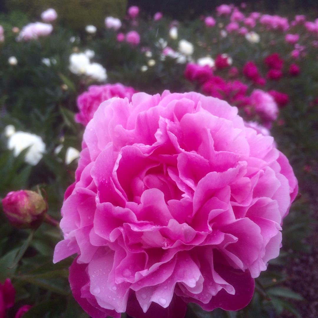 Peony Dinner Plate (Herbaceous) in the GardenTags plant encyclopedia