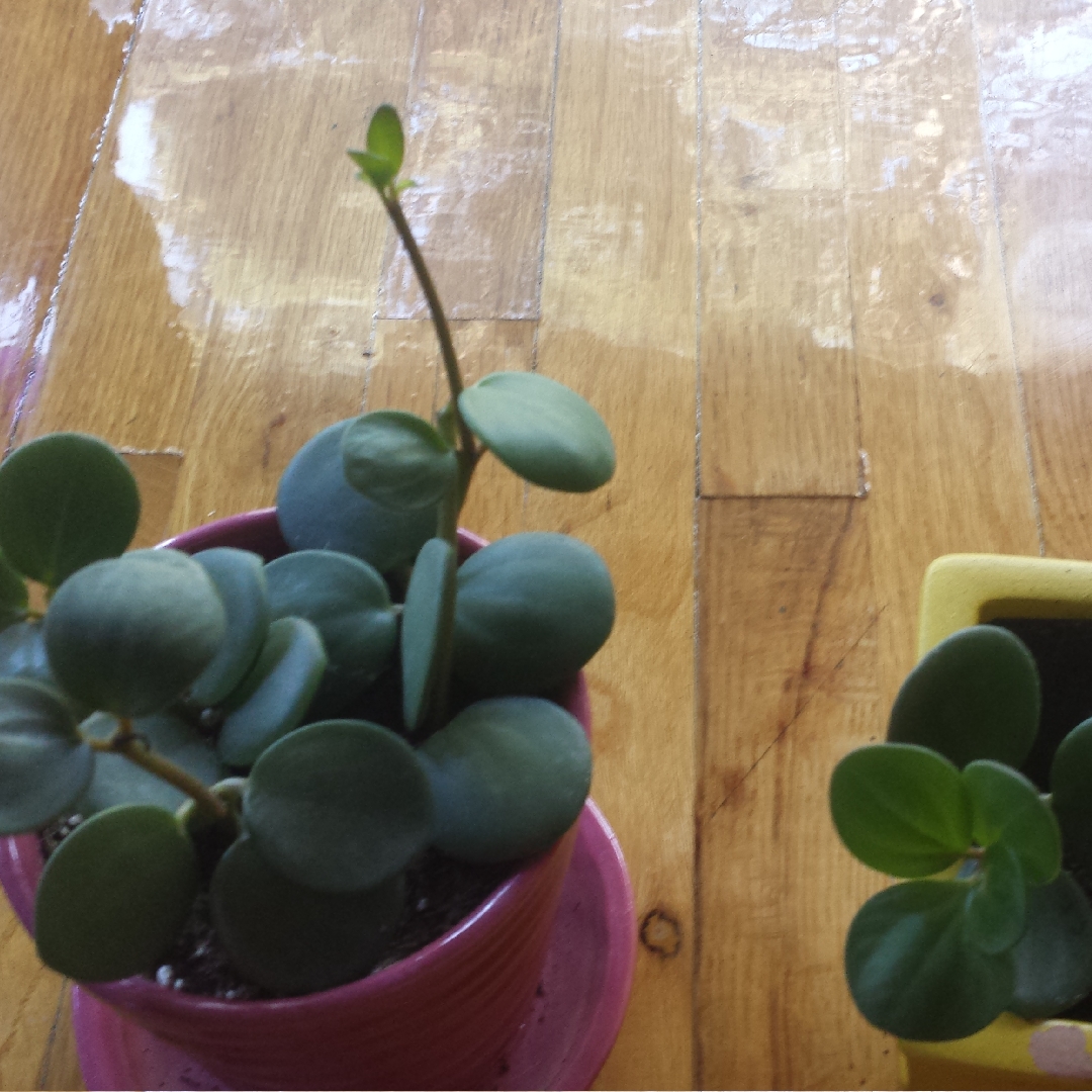 Peperomia Rotundifolia in the GardenTags plant encyclopedia Peperomia Round Leaf Peperomia in the GardenTags plant encyclopedia