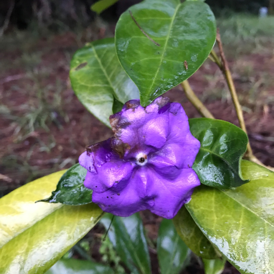 Brunfelsia Myra in the GardenTags plant encyclopedia Yesterday-Today-and Tomorrow in the GardenTags plant encyclopedia