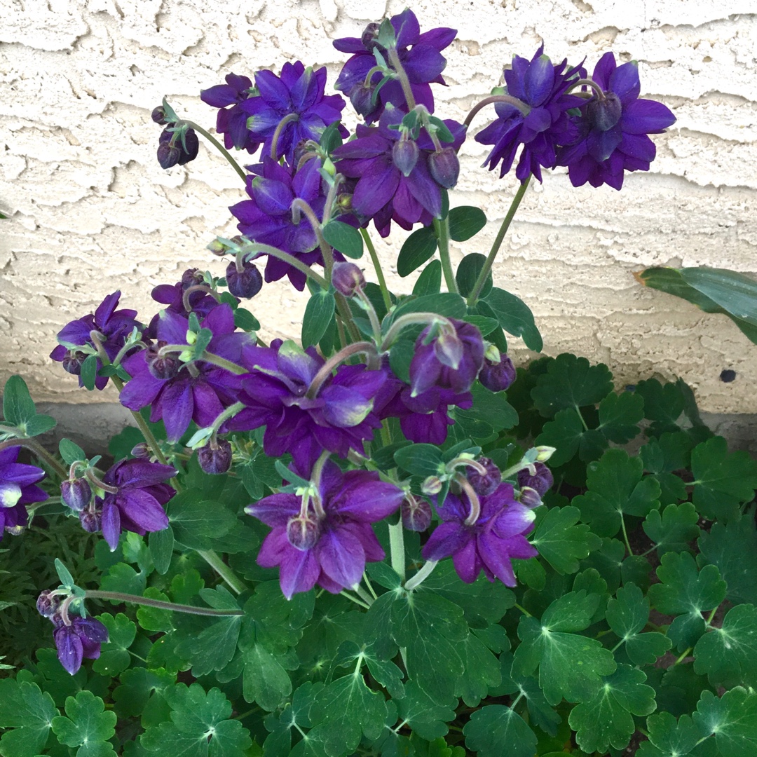 Aquilegia bulgaria Blue Barlow in the GardenTags plant encyclopedia Columbine Blue Barlow in the GardenTags plant encyclopedia