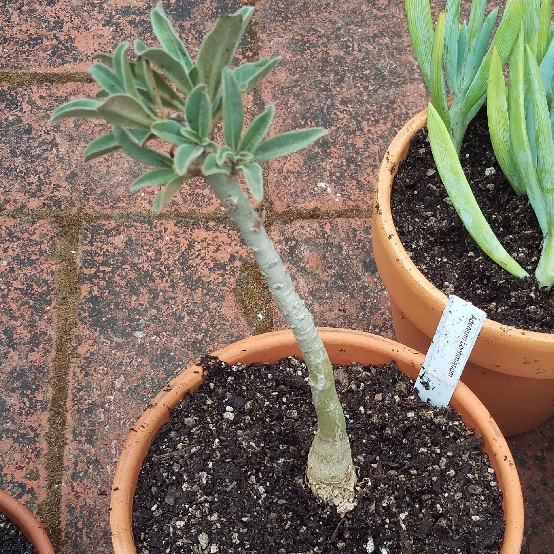 Adenium obesum subsp. boehmianum in the GardenTags plant encyclopedia Bushman Poison in the GardenTags plant encyclopedia