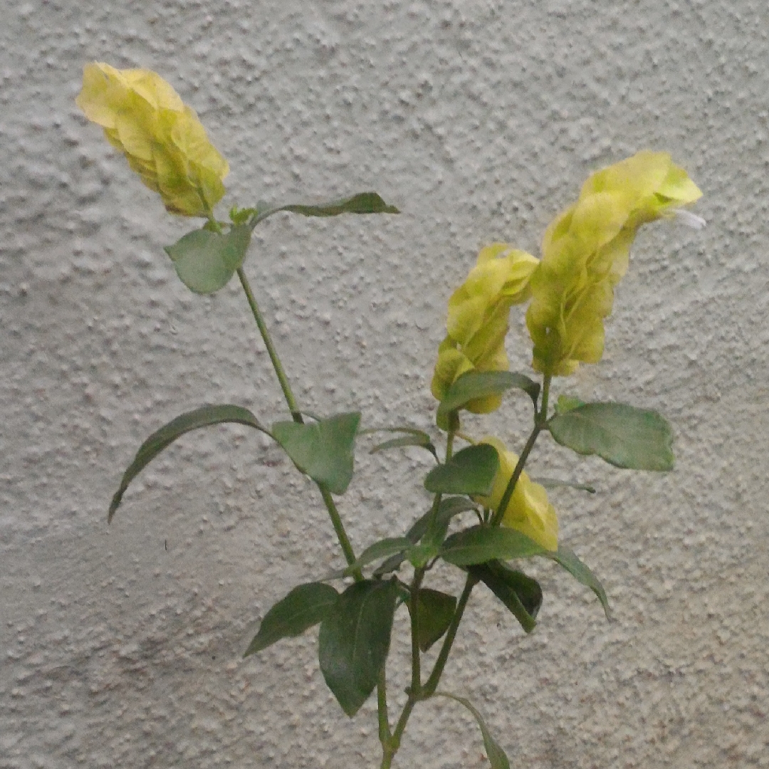 Justicia brandegeana lutea Yellow Queen in the GardenTags plant encyclopedia Yellow shrimp in the GardenTags plant encyclopedia