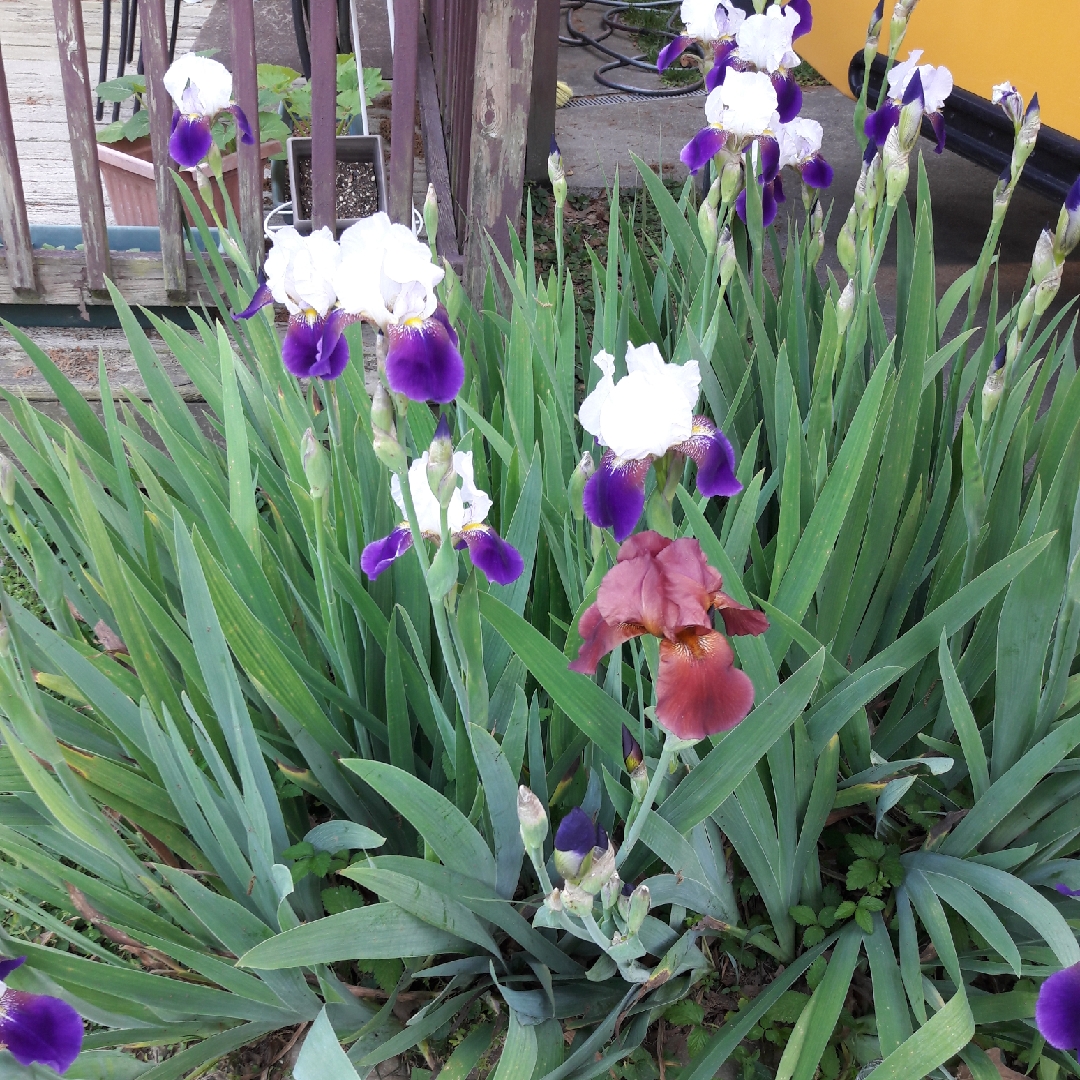 Iris x germanica Before The Storm in the GardenTags plant encyclopedia Bearded Iris Before The Storm (Tall) in the GardenTags plant encyclopedia