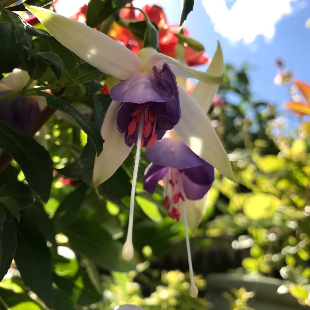 Fuchsia Star Wars in the GardenTags plant encyclopedia Fuchsia Star Wars in the GardenTags plant encyclopedia