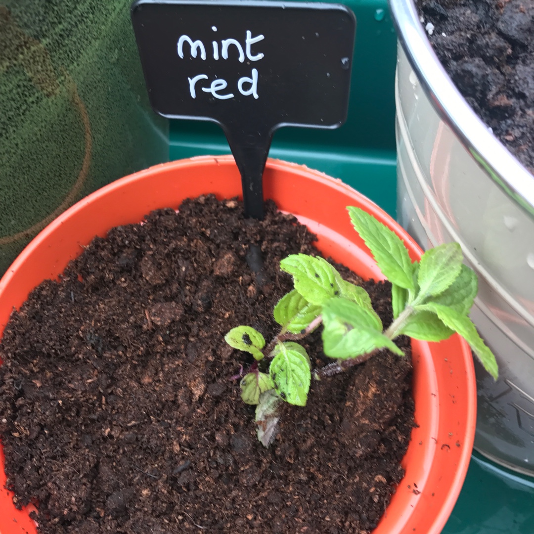 Mentha x smithiana syn. Mentha rubra in the GardenTags plant encyclopedia Red Mint in the GardenTags plant encyclopedia