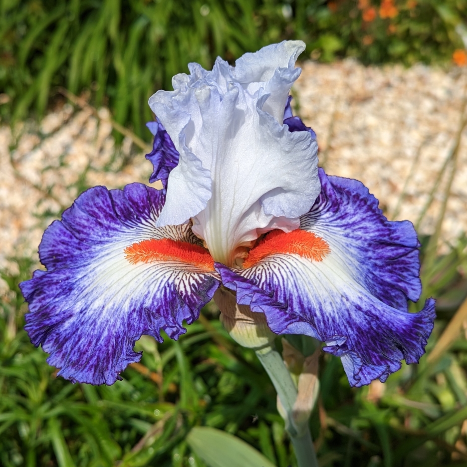 Iris x germanica Gypsy Lord in the GardenTags plant encyclopedia Bearded Iris Gypsy Lord (Tall) in the GardenTags plant encyclopedia