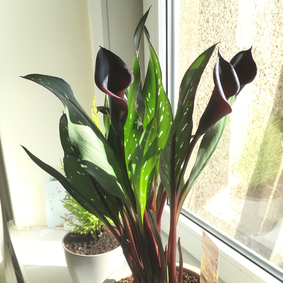 Zantedeschia Starry Night in the GardenTags plant encyclopedia Calla Lily Starry Night in the GardenTags plant encyclopedia