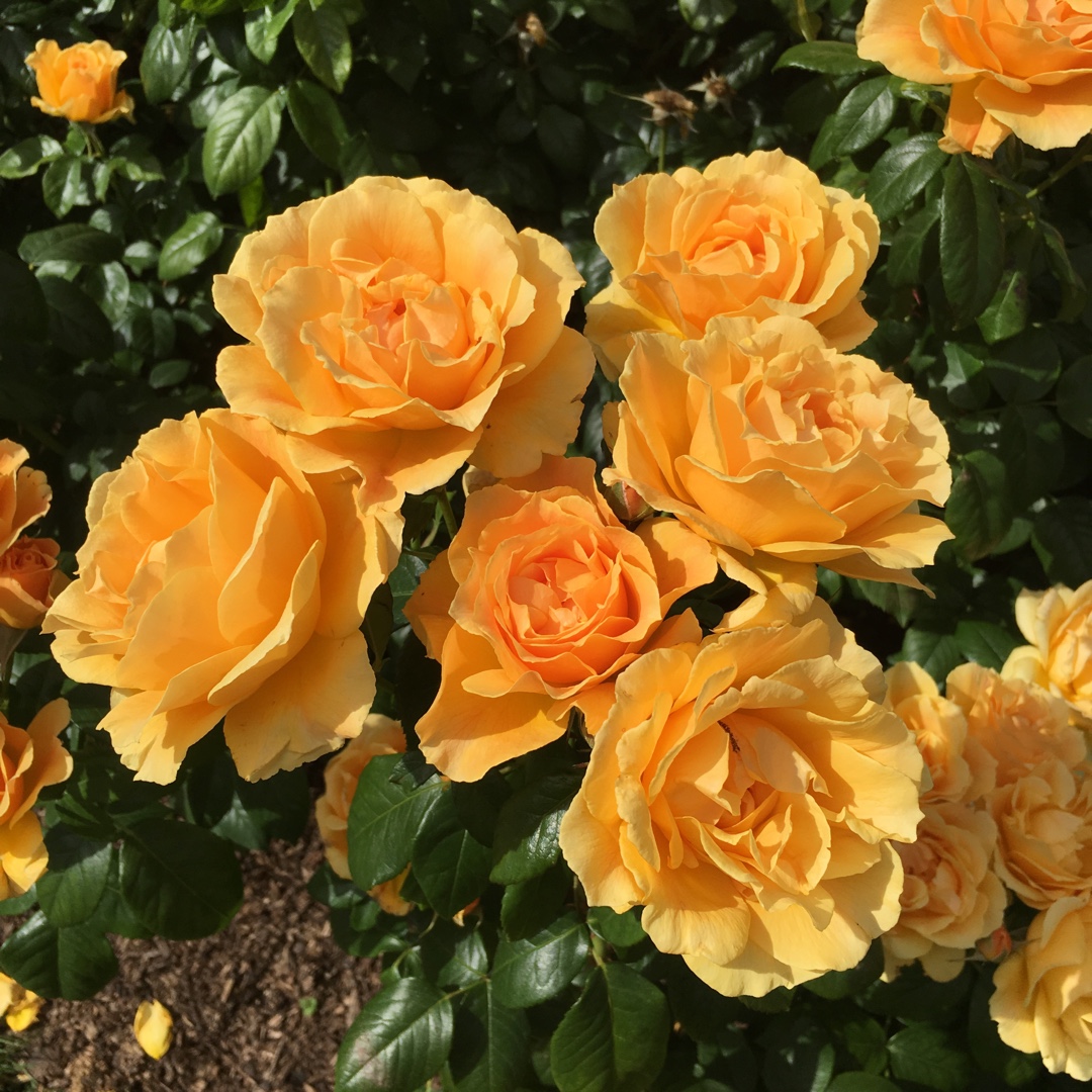 Rosa Easy Going in the GardenTags plant encyclopedia Floribunda Rose Easy Going in the GardenTags plant encyclopedia