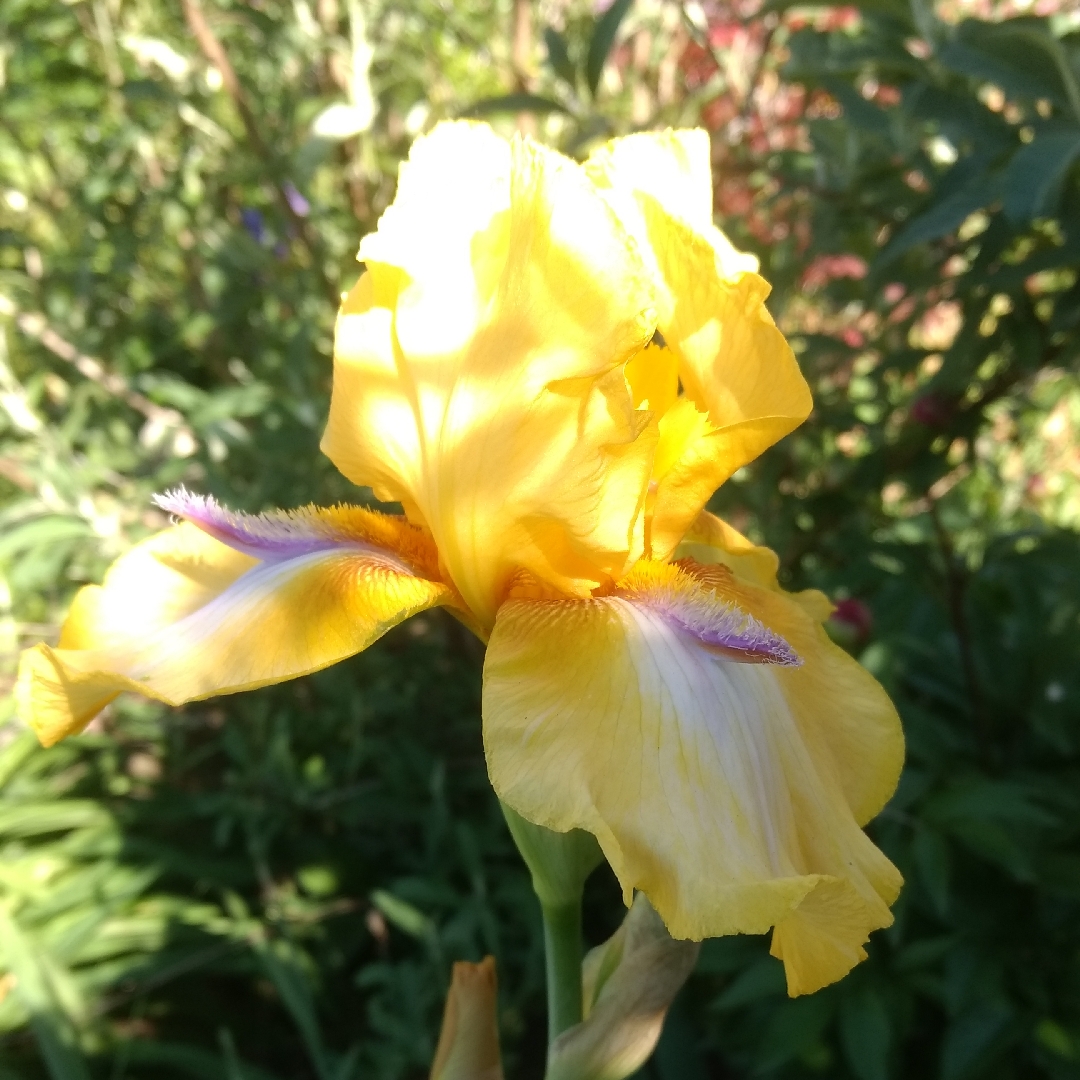 Iris x germanica Sky Hooks in the GardenTags plant encyclopedia Bearded Iris Sky Hooks (Tall) in the GardenTags plant encyclopedia