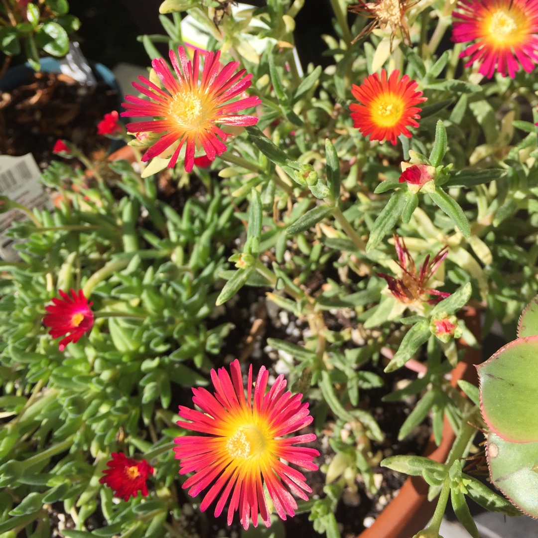 Wheels Of Wonder Fire wonder Ice Plant in the GardenTags plant encyclopedia