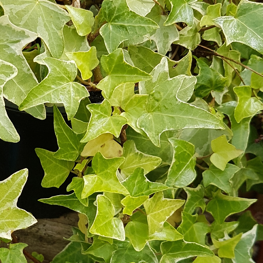 Hedera Ester in the GardenTags plant encyclopedia Ivy Ester in the GardenTags plant encyclopedia