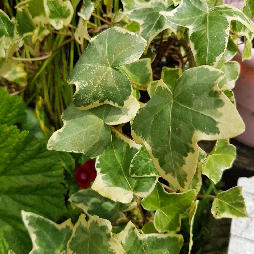 Hedera Gold Child in the GardenTags plant encyclopedia Ivy Golden Child in the GardenTags plant encyclopedia