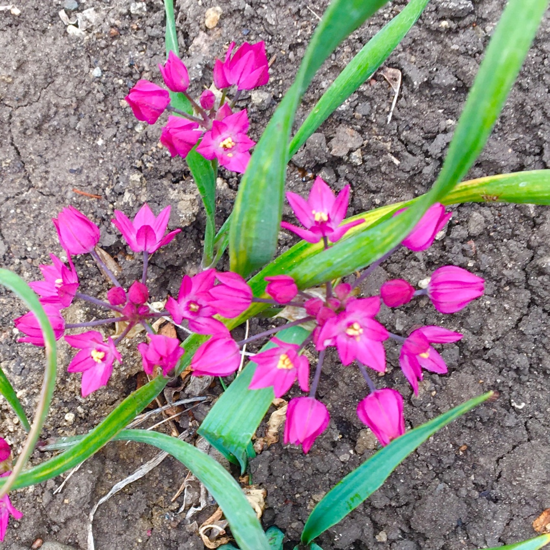 Allium parvum in the GardenTags plant encyclopedia Allium (Species) Small Onion in the GardenTags plant encyclopedia