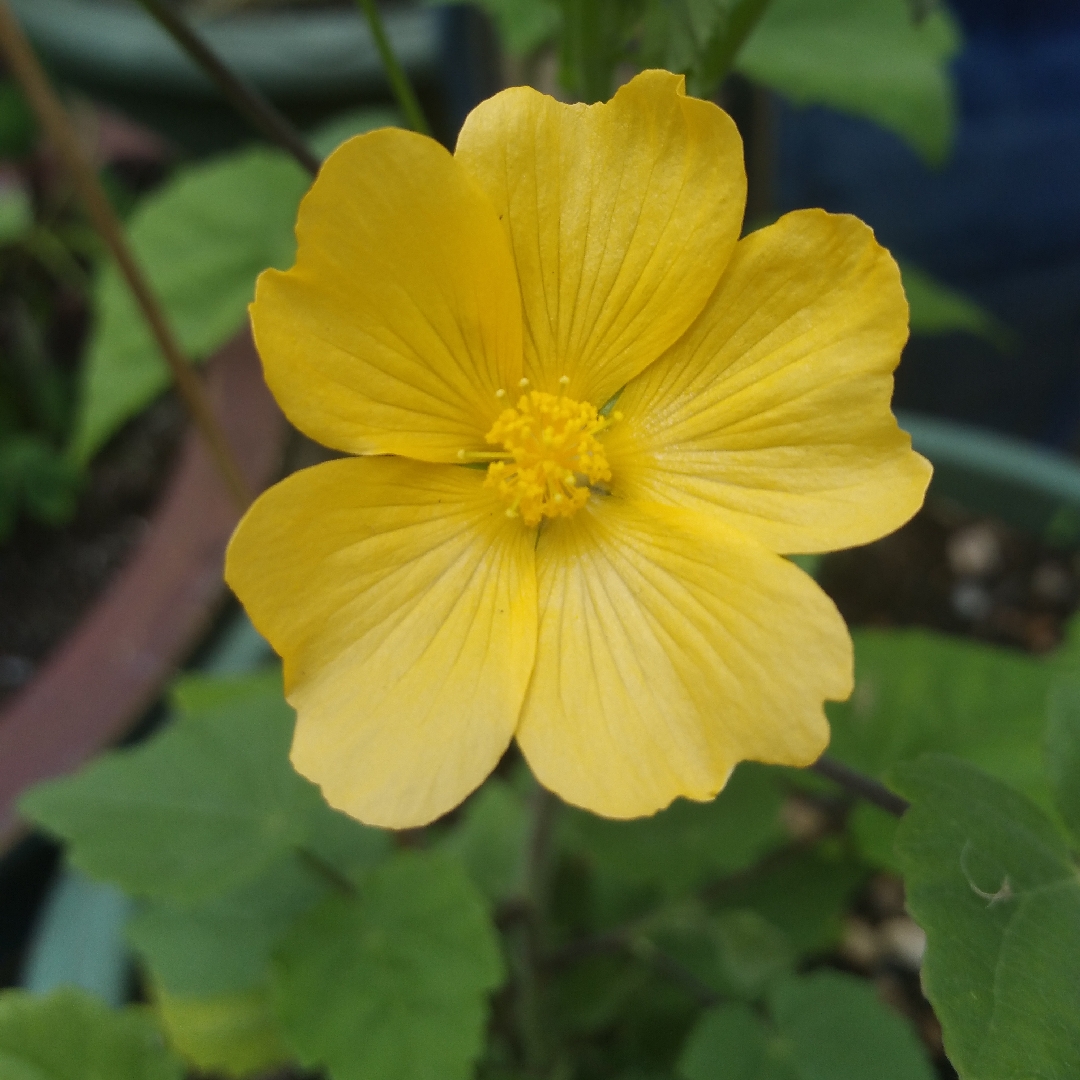Abutilon sonneratianum in the GardenTags plant encyclopedia Sweet Forest Abutilon in the GardenTags plant encyclopedia