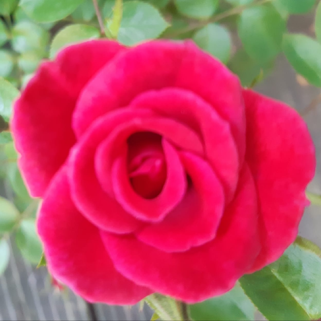 Rosa Harquasar syn. Rosa Summer Sweetheart in the GardenTags plant encyclopedia Rose Summer Sweetheart (Climbing) in the GardenTags plant encyclopedia