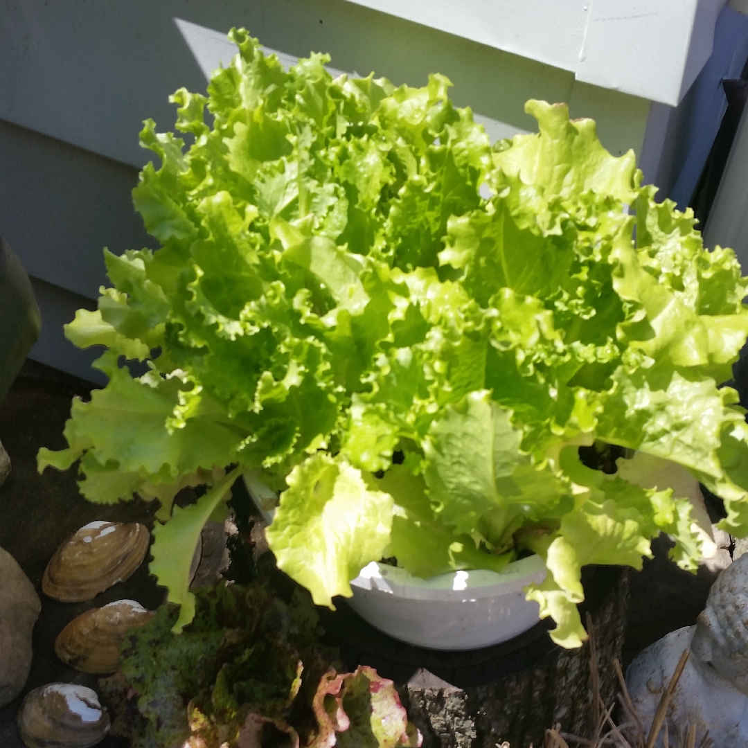 Lactuca Sativa Grand Rapids in the GardenTags plant encyclopedia Lettuce Grand Rapids (Loose Leaf) in the GardenTags plant encyclopedia