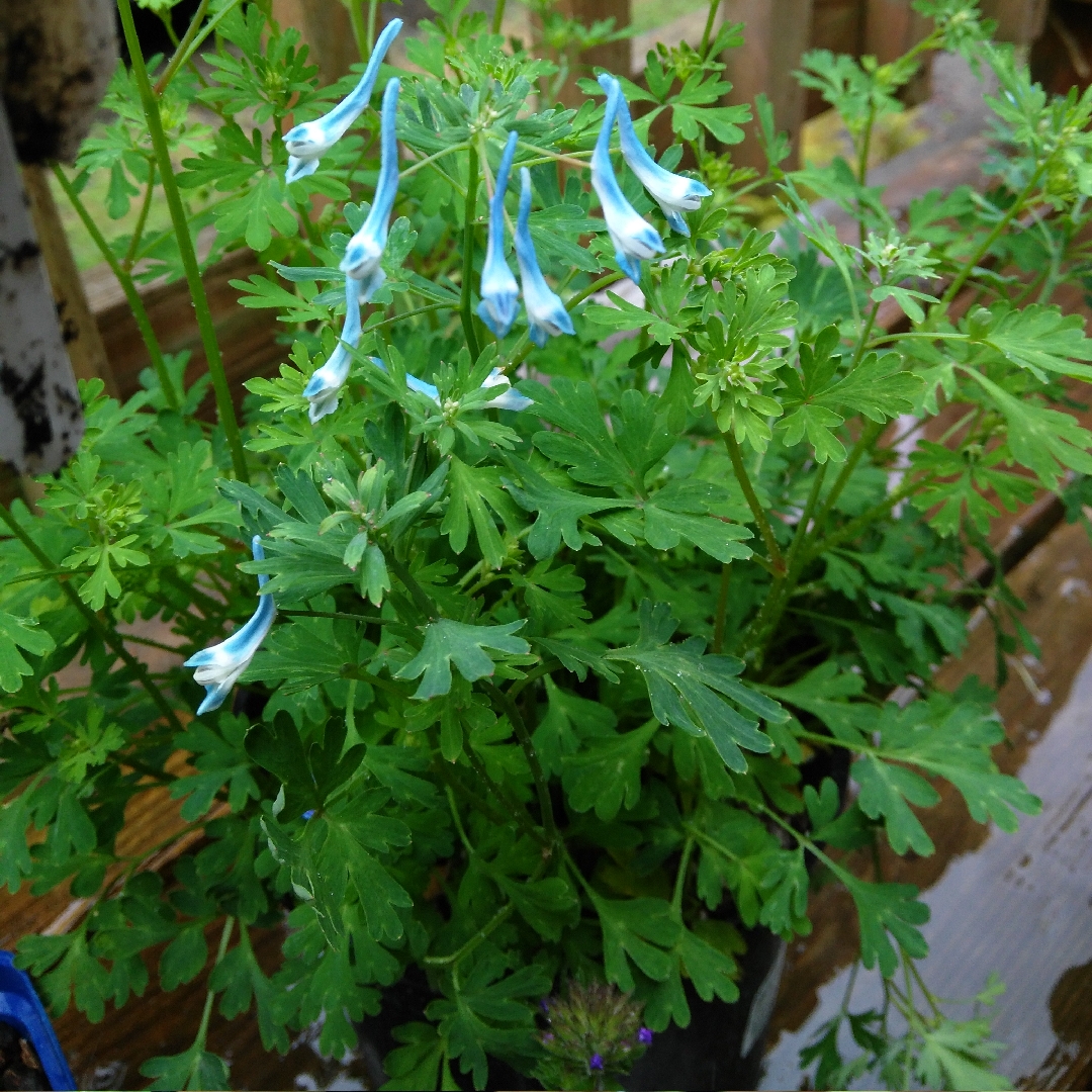 Corydalis flexuosa Blue Panda in the GardenTags plant encyclopedia Corydalis Blue Panda in the GardenTags plant encyclopedia