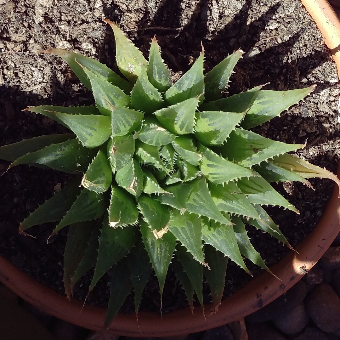 Haworthia serrata syn. Haworthia chloracantha var. serrata in the GardenTags plant encyclopedia Haworthia serrata in the GardenTags plant encyclopedia