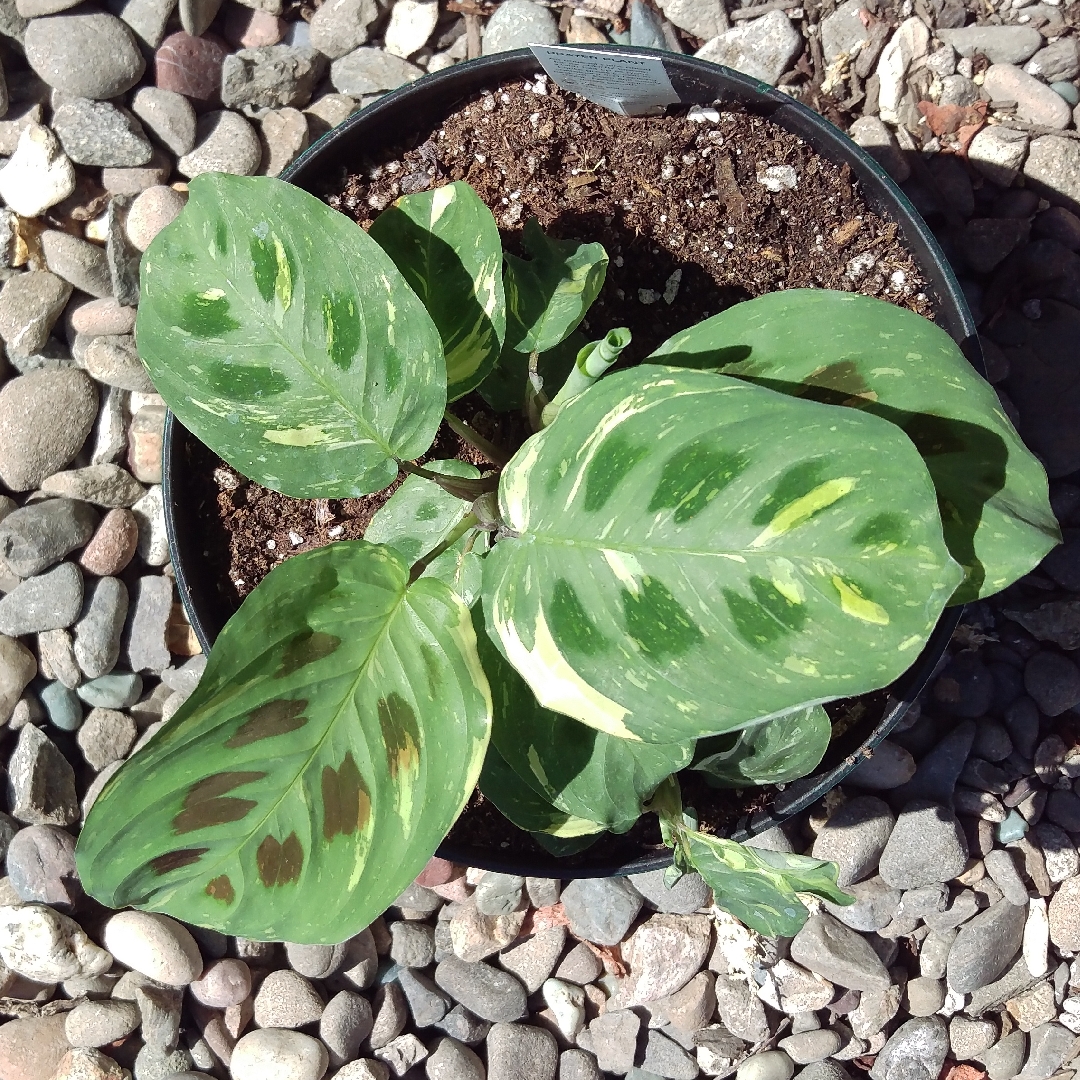 Maranta leuconeura kershoveana variegated in the GardenTags plant encyclopedia Variegated Prayer Plant in the GardenTags plant encyclopedia