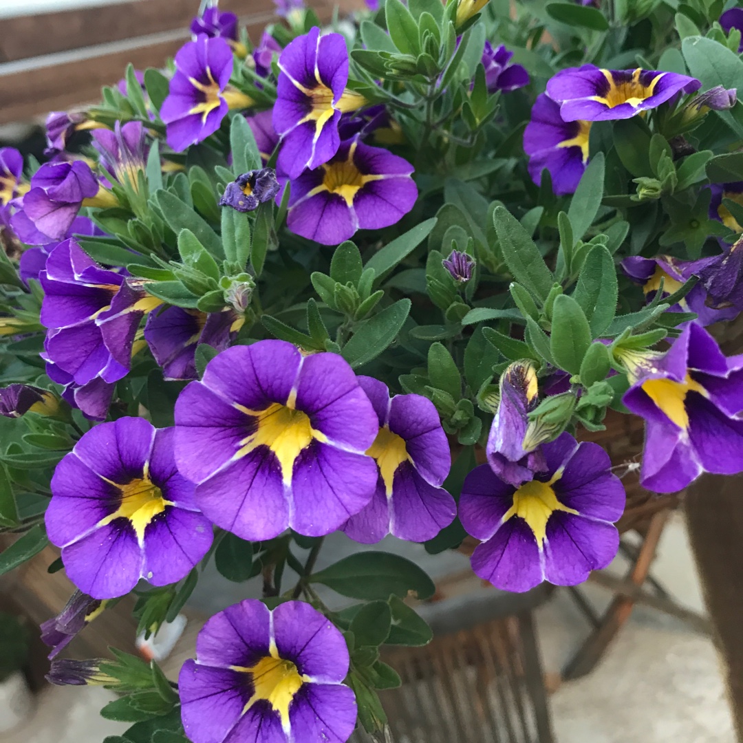 Calibrachoa Starlight Blue in the GardenTags plant encyclopedia Million Bells Starlight Blue in the GardenTags plant encyclopedia