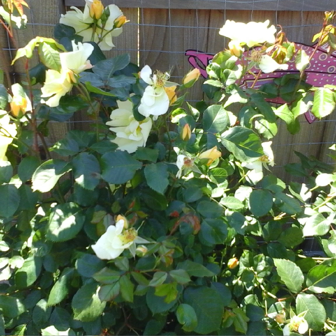 Rosa Skys the Limit™ syn. Rosa x WEKprimsoul in the GardenTags plant encyclopedia Rose Skys The Limit in the GardenTags plant encyclopedia