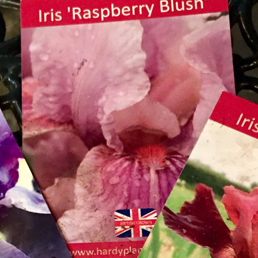 Iris x germanica Raspberry Silk in the GardenTags plant encyclopedia Bearded Iris Raspberry Silk (Border) in the GardenTags plant encyclopedia