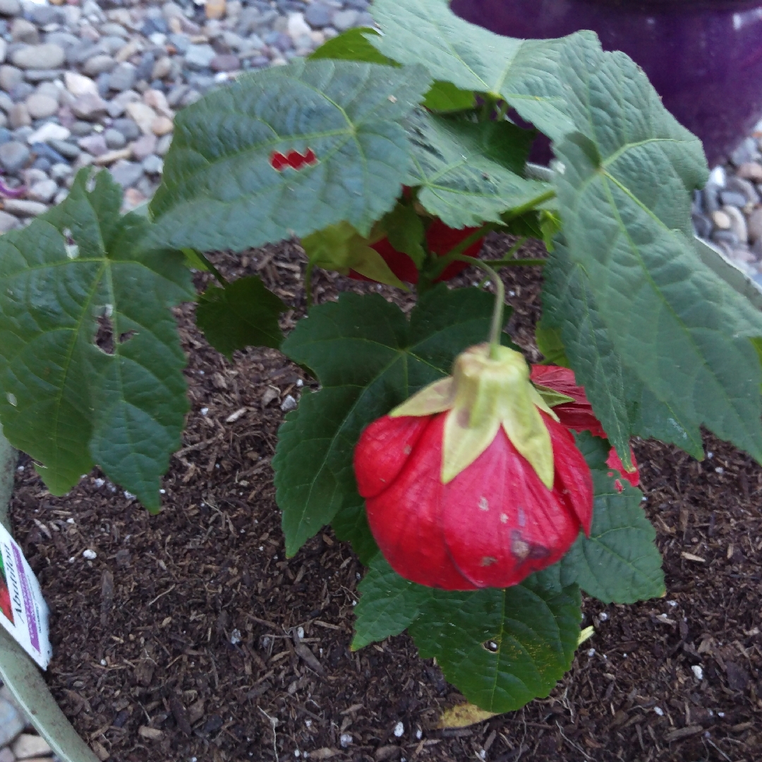 Floweing Maple Lucky Lantern Red in the GardenTags plant encyclopedia