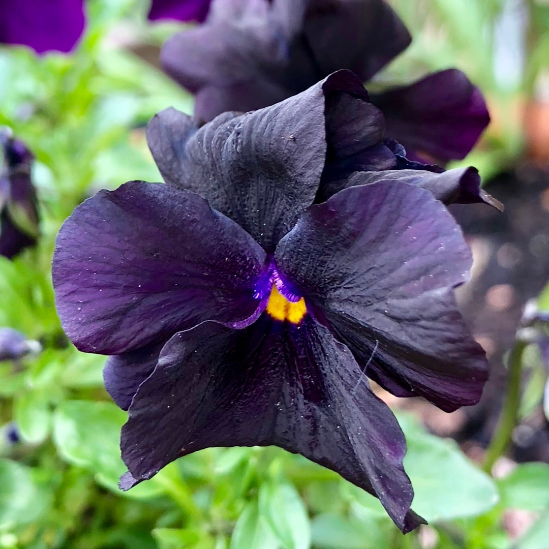 Viola Molly Sanderson in the GardenTags plant encyclopedia