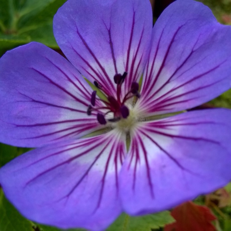 Geranium wallichianum Noorthava syn. Geranium wallichianum Havana Blues in the GardenTags plant encyclopedia Wallichs Cranesbill Havana Blues in the GardenTags plant encyclopedia