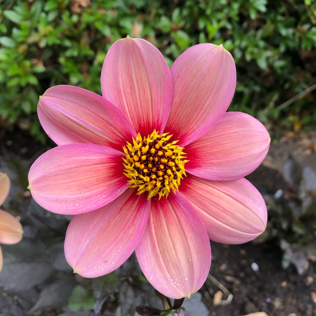 Dahlia Happy Single™ Kiss in the GardenTags plant encyclopedia Dahlia Happy Single™ Kiss in the GardenTags plant encyclopedia