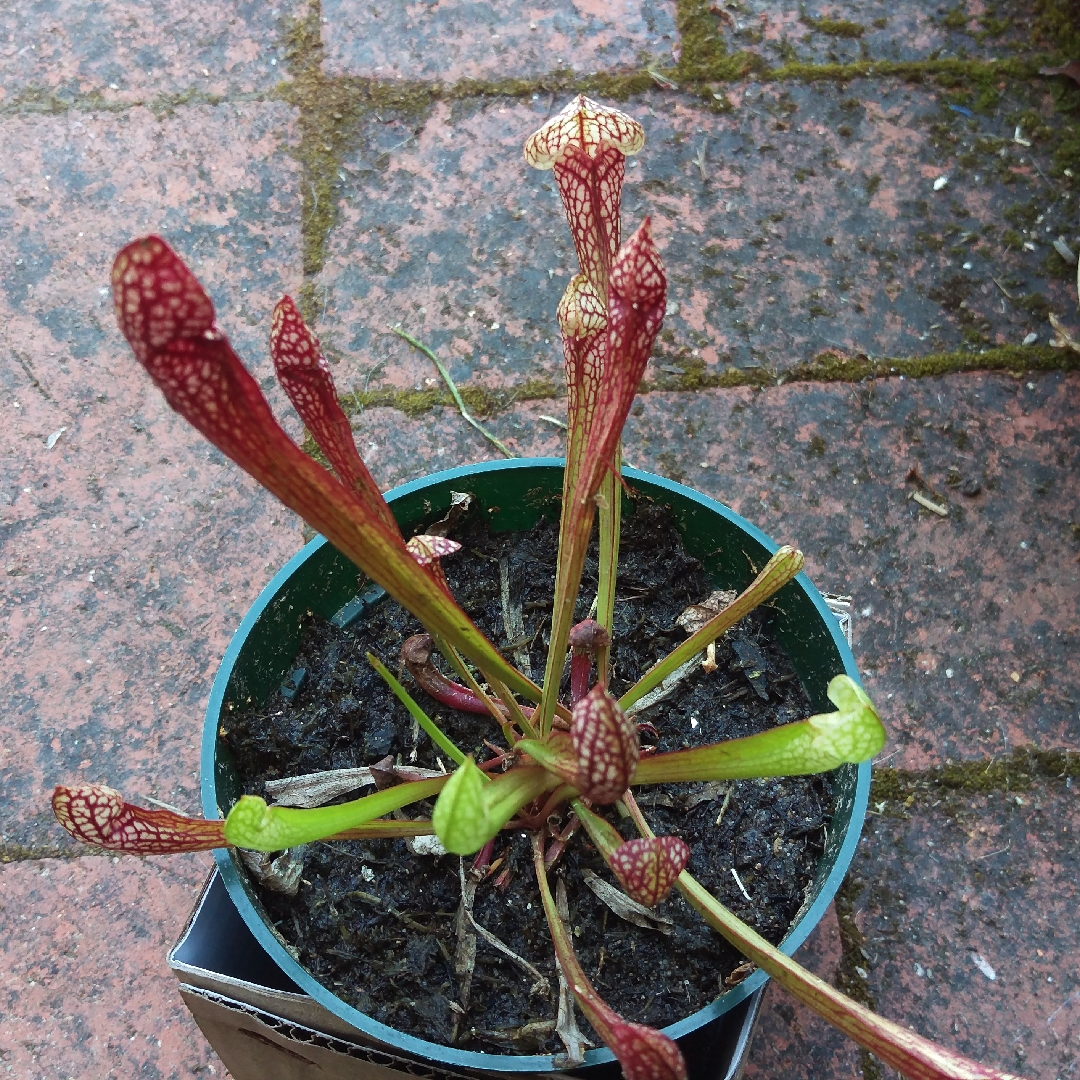 Sarracenia wrigleyana Scarlet Belle in the GardenTags plant encyclopedia Pitcher Plant Scarlet Belle in the GardenTags plant encyclopedia
