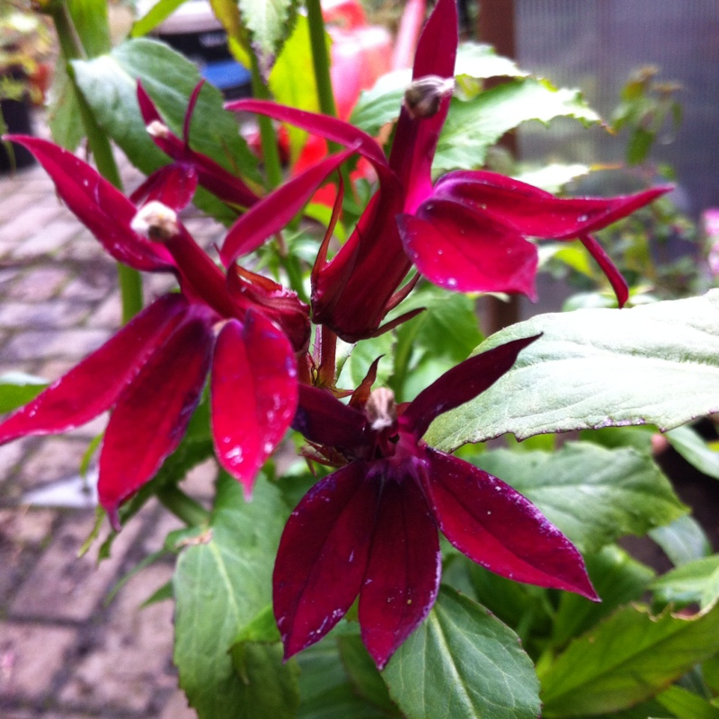 Lobelia x speciosa Fan Burgundy in the GardenTags plant encyclopedia Lobelia Fan Burgundy in the GardenTags plant encyclopedia
