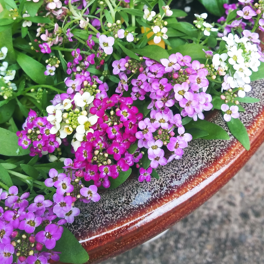 Lobularia maritima Easter Bonnet Mix (Easter Bonnet Series) in the GardenTags plant encyclopedia Sweet Alyssum Easter Bonnet Mix in the GardenTags plant encyclopedia