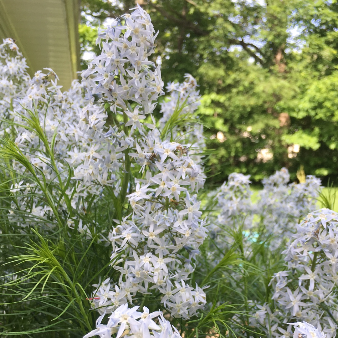 Amsonia hubrechtii in the GardenTags plant encyclopedia Arkansas Blue Star in the GardenTags plant encyclopedia
