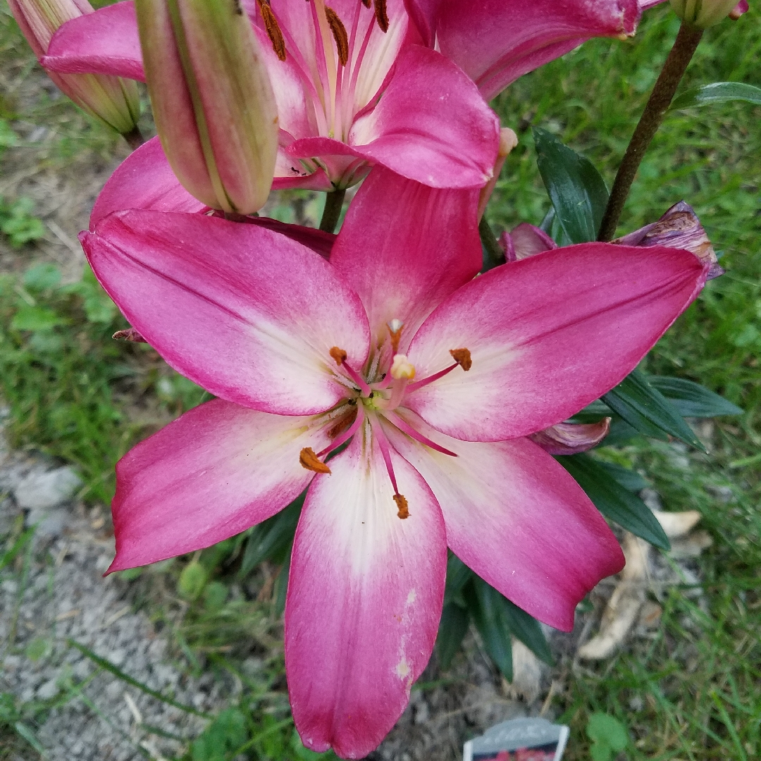 Lily Tiny Diamond (Asiatic) in the GardenTags plant encyclopedia