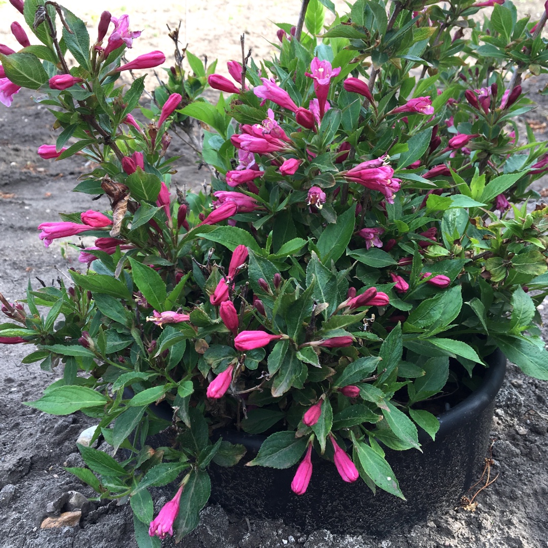 Weigela Minuet in the GardenTags plant encyclopedia Weigela Minuet in the GardenTags plant encyclopedia