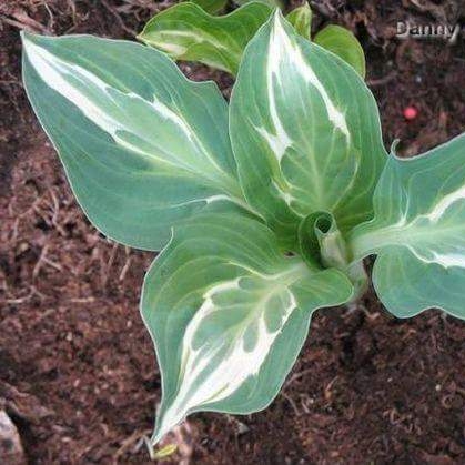 Hosta Erotica in the GardenTags plant encyclopedia Plantain Lily Erotica in the GardenTags plant encyclopedia