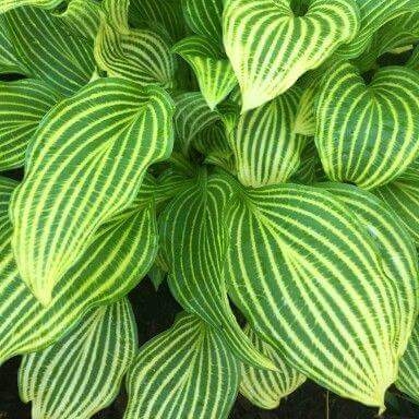 Hosta Mito No Hana in the GardenTags plant encyclopedia Plantain Lily Mito No Hana in the GardenTags plant encyclopedia