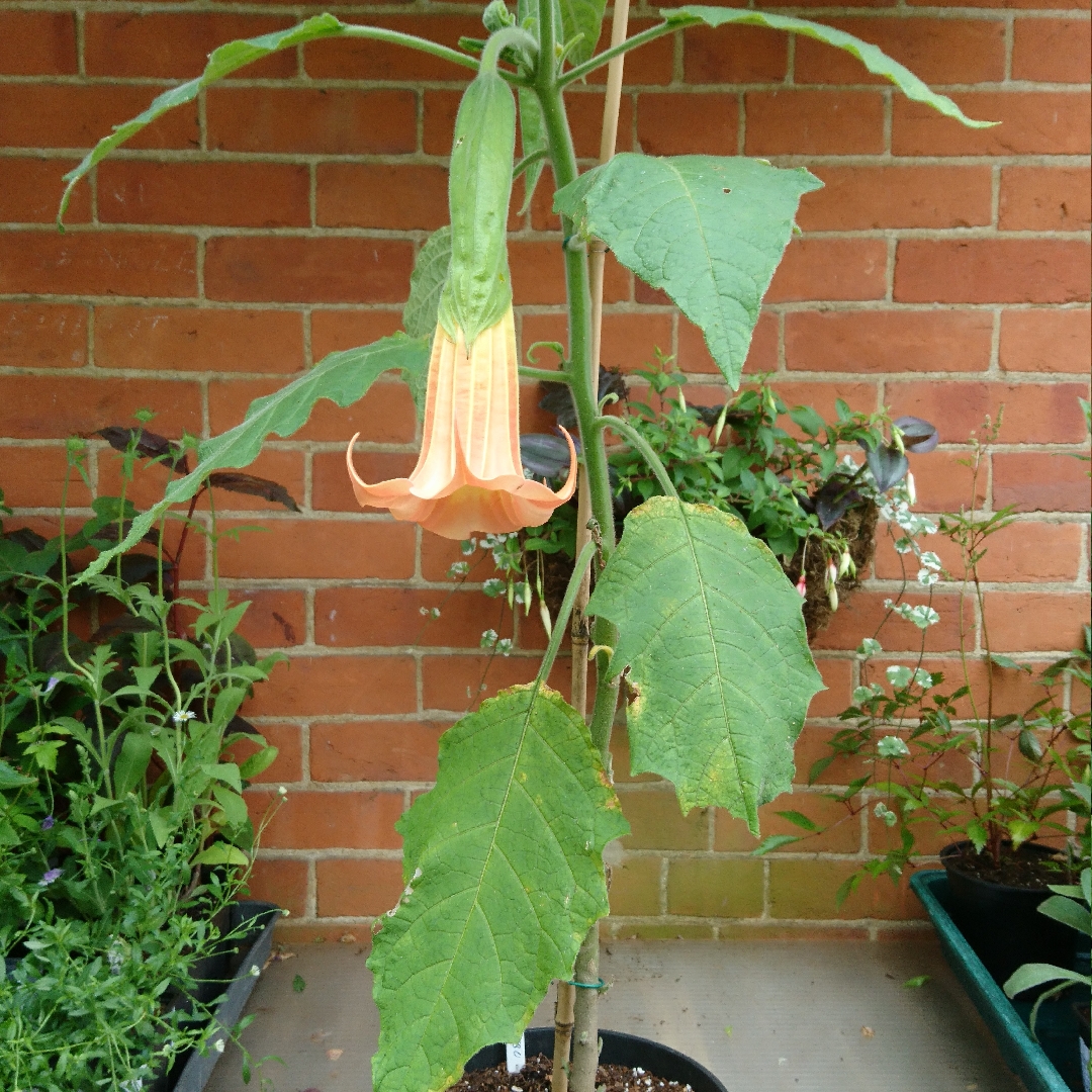 Angels Trumpet Mobisu in the GardenTags plant encyclopedia