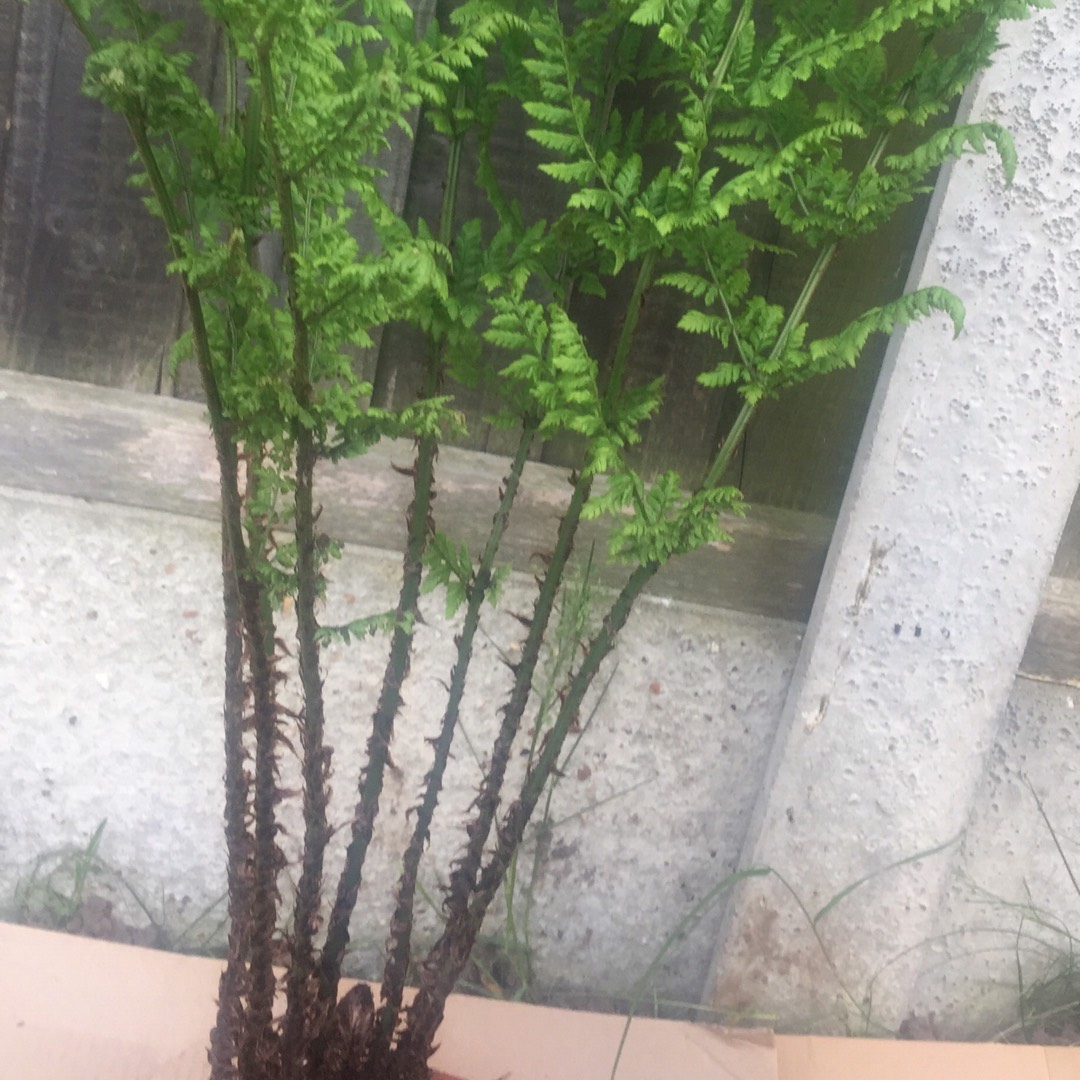 Dryopteris dilatata in the GardenTags plant encyclopedia Broad Buckler Fern in the GardenTags plant encyclopedia