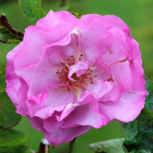 Rosa Odyssey in the GardenTags plant encyclopedia Rose Odyssey in the GardenTags plant encyclopedia