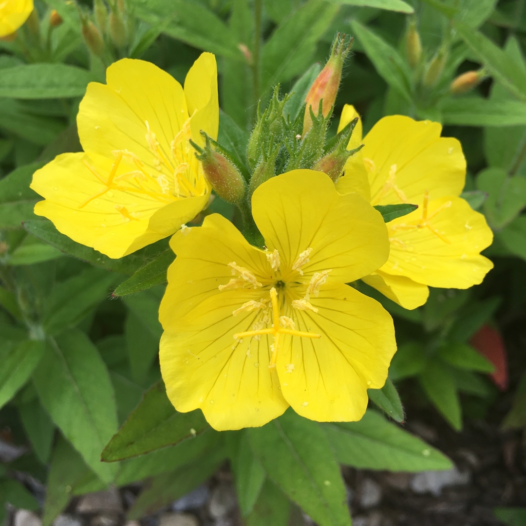Evening Primrose Sundrops in the GardenTags plant encyclopedia