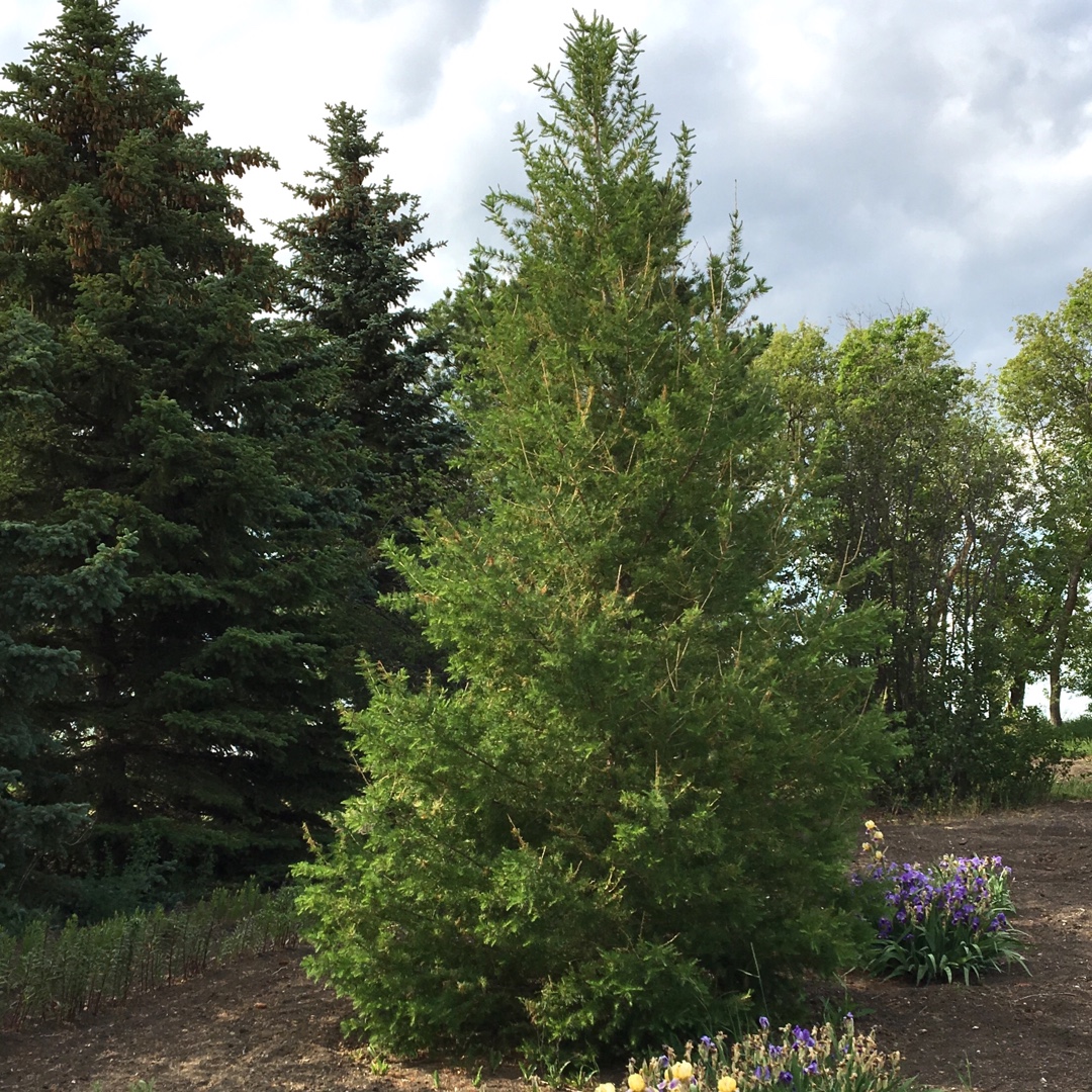 Larix Siberia in the GardenTags plant encyclopedia Siberian Larch in the GardenTags plant encyclopedia