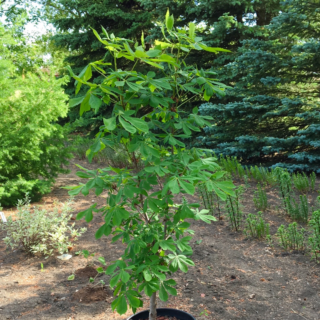 Aesculus Glabra in the GardenTags plant encyclopedia Ohio Buckeye in the GardenTags plant encyclopedia
