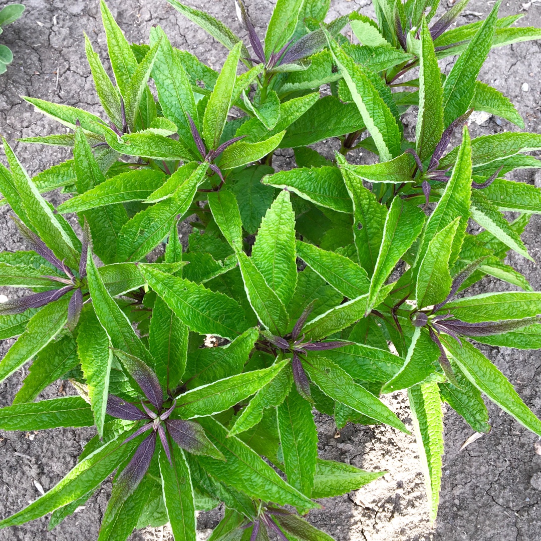 Eupatorium dubium Baby Joe in the GardenTags plant encyclopedia Baby Joe Pye Weed in the GardenTags plant encyclopedia