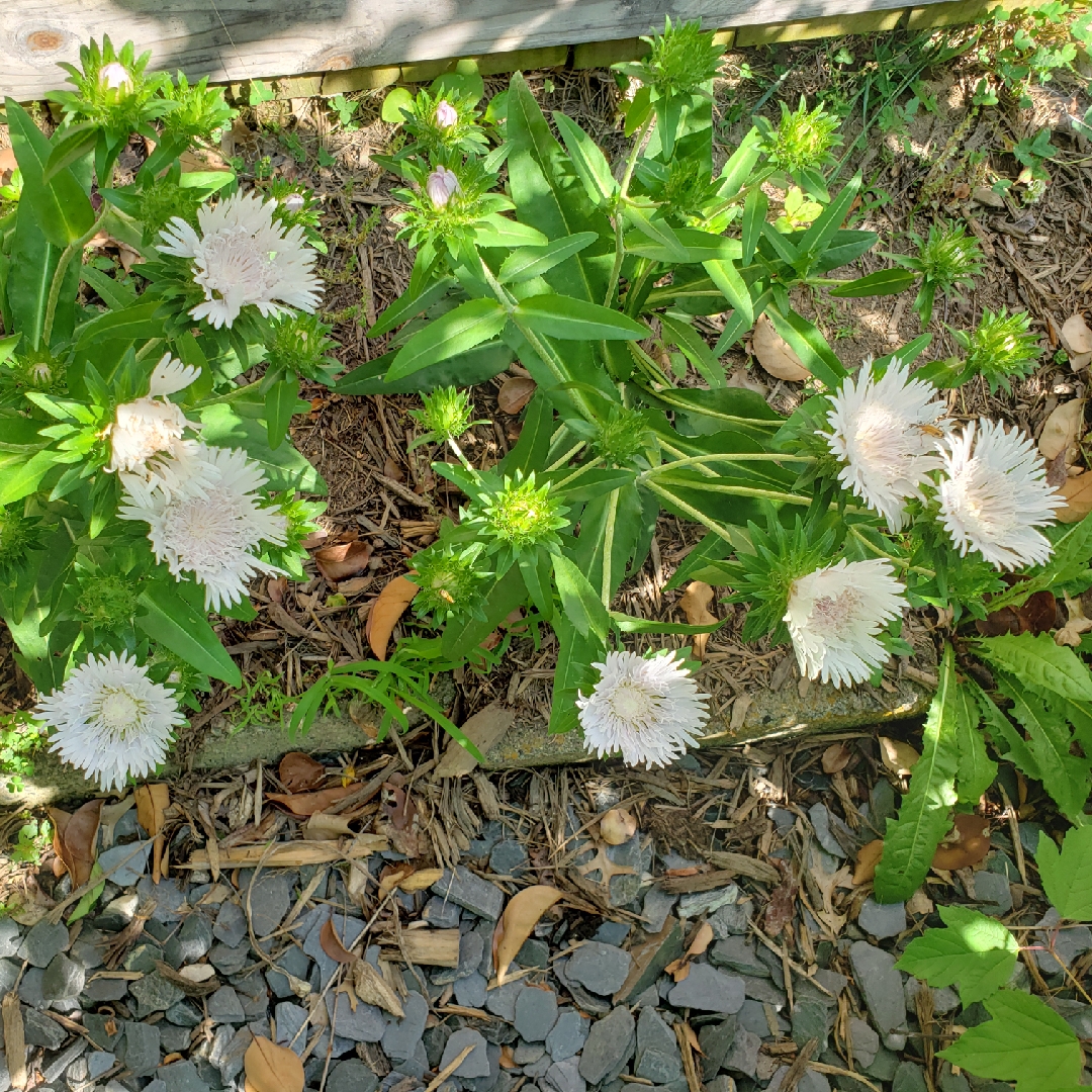 Stokesia laevis Divinity in the GardenTags plant encyclopedia Stokes Aster Divinity in the GardenTags plant encyclopedia