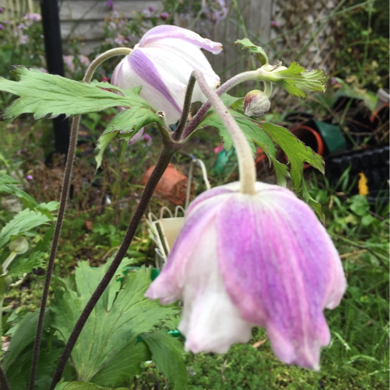 Anemone Hupehensis var. japonica Dreaming Swan in the GardenTags plant encyclopedia Japanese Anemone Dreaming Swan in the GardenTags plant encyclopedia