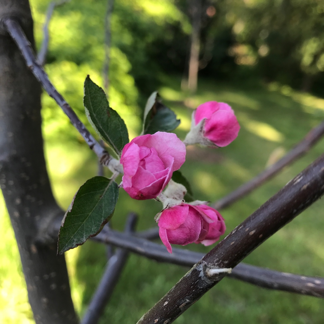 Malus Branzam syn. Malus Brandywine in the GardenTags plant encyclopedia Crab Apple Brandywine in the GardenTags plant encyclopedia