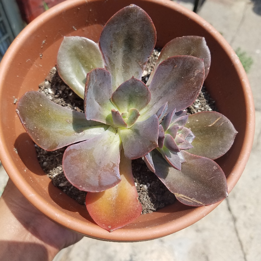 Echeveria Fimbriata in the GardenTags plant encyclopedia Echeveria Fimbriata in the GardenTags plant encyclopedia
