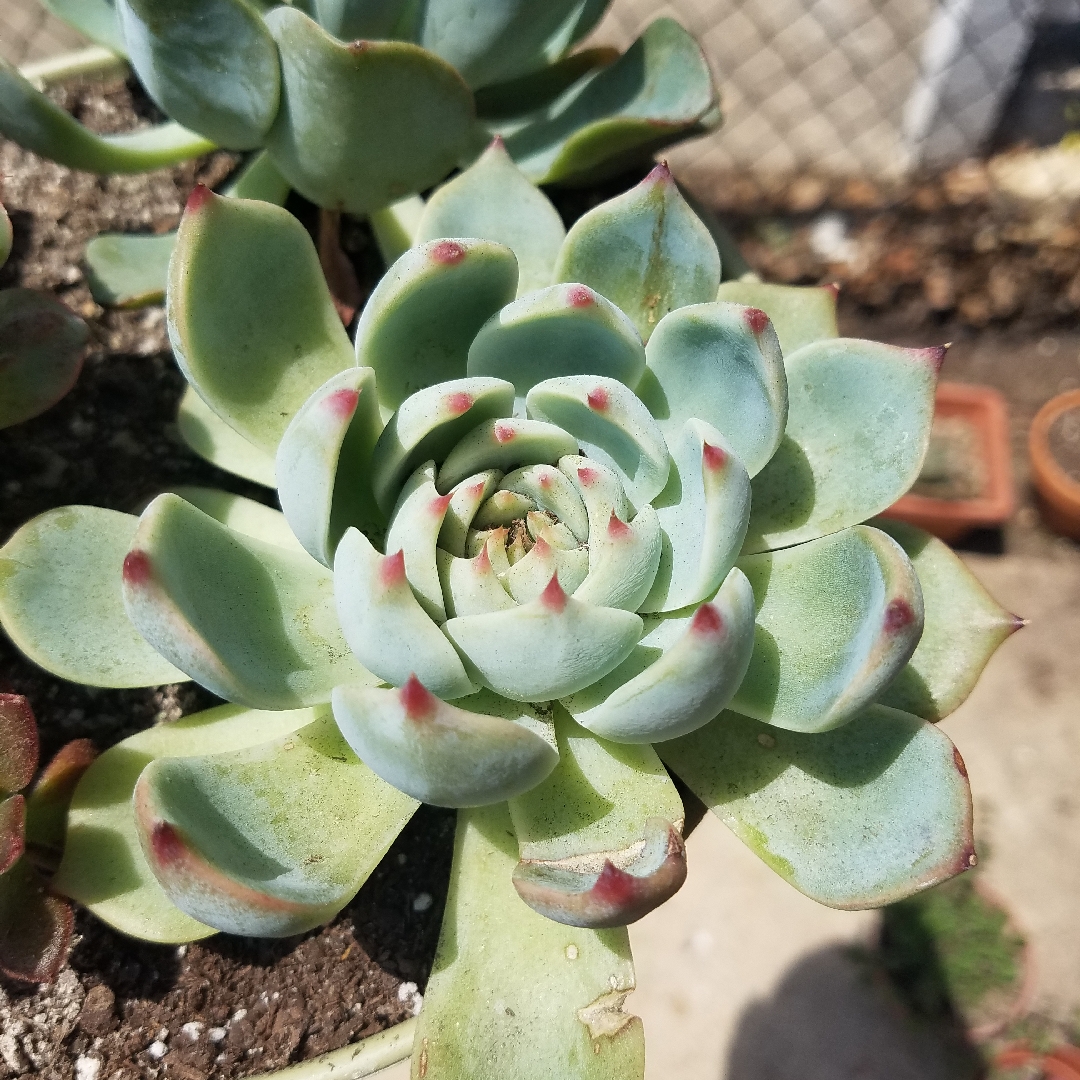 Echeveria Tippy in the GardenTags plant encyclopedia Echeveria Tippy in the GardenTags plant encyclopedia